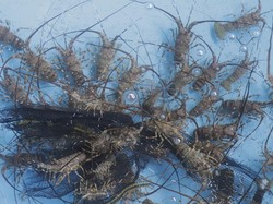 Membaca Arah Transformasi Kebijakan Pengelolaan Lobster