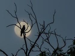 Makna dan Filosofi Tidur di Lantai pada Malam 1 Suro