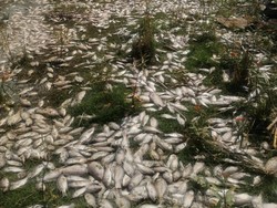 Potret Menyedihkan Ribuan Ikan Mati Akibat Limbah Industri