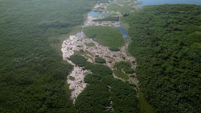 FOTO: Geger Sungai di Brasil Berselimut Bangkai Ikan Gegara Limbah