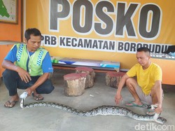 Ular Piton 3 Meter Buncit di Borobudur Dievakuasi, Ternyata Mangsa Kucing