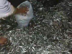 4 Hal Tentang Fenomena Gerombolan Ikan Teri di Pantai Gorontalo Utara