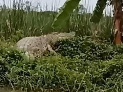 Geger Penampakan Buaya Besar di Sungai Kedungpeluk Sidoarjo