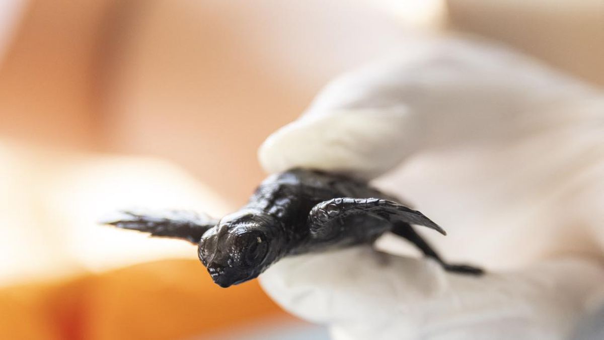 Cerita Warga Bintan, Selamatkan Telur Penyu Dari Ancaman Punah