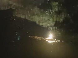 Kala Warga Kedungpeluk Sidoarjo Anggap Kemunculan Buaya Besar Hal Biasa