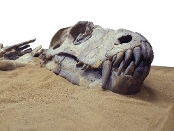 Tersembunyi Jutaan Tahun, Fosil Dinosaurus Muncul gegara Hujan Lebat