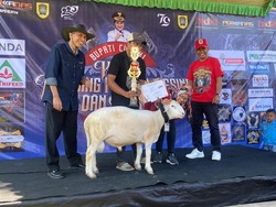 Ratusan Peternak Ikut Kontes Kambing Etawa, Ini Harapan Bupati Klaten