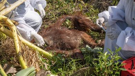 Orangutan Tapanuli Ditemukan Mati Tertimbun Gelondongan Kayu Banjir