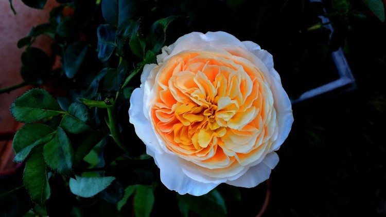 Ilustrasi tanaman hias bunga Juliet Rose