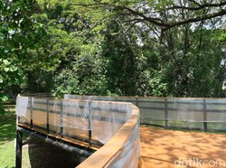Viral Sejoli Mesum di Bawah Pohon Beringin Taman Balekambang Solo