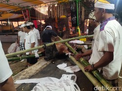 Bukakak, Tradisi Warisan Leluhur di Desa Sudaji Buleleng