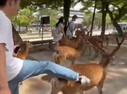 Kok Tega... Pria Barbar Tendang Rusa di Taman Nara Jepang