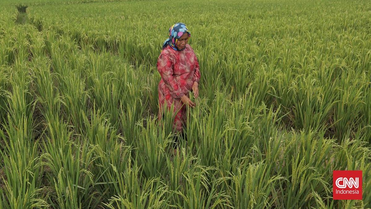 Aksi Pupuk Indonesia Grup Penuhi Kebutuhan Musim Tanam Akhir 2025