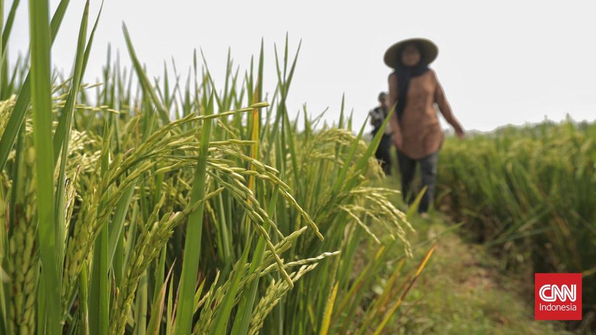 Petani Bogor Sambut Penurunan Harga Pupuk Subsidi dan Kenaikan Gabah