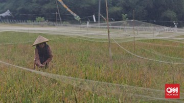 Kenapa Petani RI Banyak yang Miskin dan Susah Sejahtera?