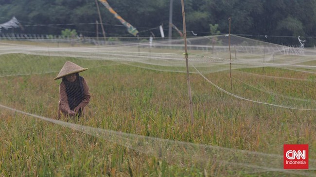 Petani RI banyak yang hidup miskin. Pengamat menyebut itu imbas mafia yang merusak harga beras, biaya produksi besar, sistem distribusi tak efisien.