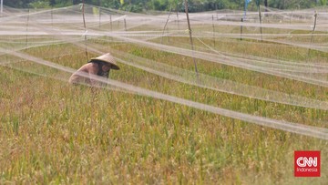 FOTO: Wajah Sawah di Karawang Saat Produksi Padi Terancam Turun