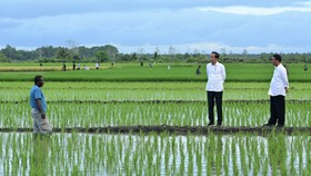 Mentan Amran Pede Merauke Jadi Lumbung Pangan Indonesia Timur