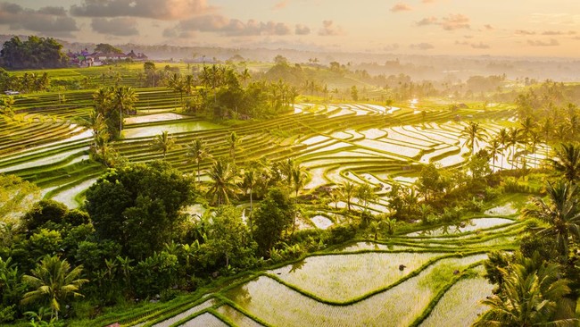 Sejumlah petani di Jatiluwih, Bali bahagia karena hasil panennya yang menurun imbas penggunaan pupuk kimia melimpah lagi berkat Manna Pupuk Organik Probiotik.