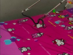 Hendak Rebahan, Warga Ciracas Kaget Ada Ular Kobra di Atas Kasur