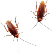 4 Cara Efektif Usir Kecoa dari Rumah dengan Mudah