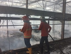 Detik-detik Kebakaran Kandang Isi 24 Ribu Bibit Ayam di Banyumas