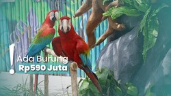 img-title Wisata ke Ibarbo Park di Magelang, Ketemu Burungnya Langsung