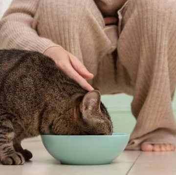 4 Makanan yang Sebaiknya Tidak Diberikan pada Kucing Peliharaan