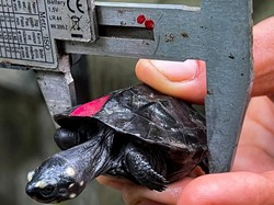 Lahirnya Penyu Hitam yang Nyaris Punah di Kamboja