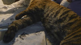 72 Harimau Mati Misterius Akibat Virus di Taman Wisata Thailand