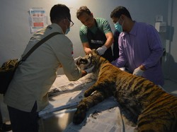 Malang Nasib Harimau Sumatera, Kaki Buntung lalu Mati Oleh Jerat Babi