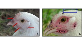 Ahli Ungkap Wajah Ayam Bisa Merah Merona seperti Manusia
