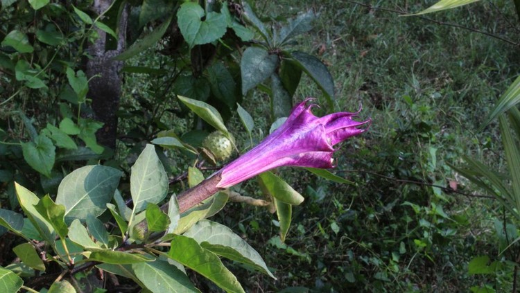 Purple or black fragrant trumpet-shaped 