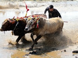 Mengenal Kebudayaan dan Ciri Khas Masyarakat Suku Madura