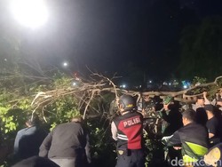 Beringin Alun-alun Banjarnegara Tumbang Saat Culture Heritage, 5 Orang Luka