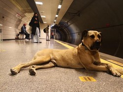 Rencana Pemerintahan Erdogan Berantas Anjing Liar