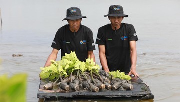 BRI Salurkan Ribuan Bibit Mangrove Kelompok Tani di Muara Gembong