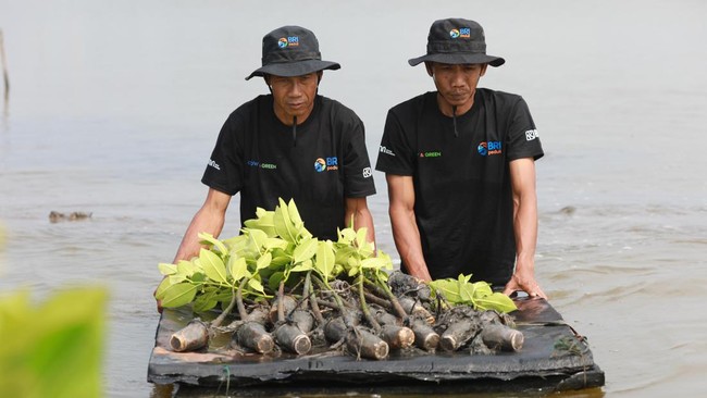 bantuan dari BRI lewat Program BRI Menanam - Grow & Green Penanaman 10.000 bibit mangrove dan mereka mengambil langkah inisiatif untuk menjaga lingkungan.