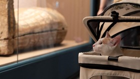FOTO: Kala Kucing Nikmati Pameran Mesir Kuno di Museum