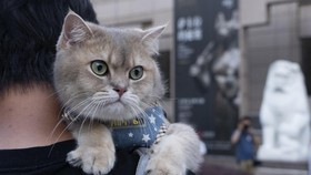 Bolehkah Kucing Makan Nasi? Ini Penjelasan Lengkapnya