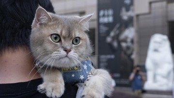 Bolehkah Kucing Makan Nasi? Ini Penjelasan Lengkapnya