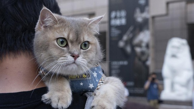 FOTO: Kala Kucing Nikmati Pameran Mesir Kuno di Museum