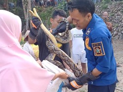 Kala Ular Sanca Panjat Pohon Teror Warga Panjatan Kulon Progo