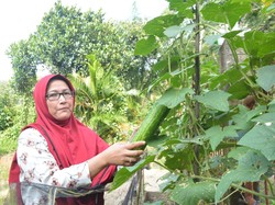 Tanam Aneka Sayur di Pekarangan Jadi Tambahan Pendapatan Warga Muara Enim