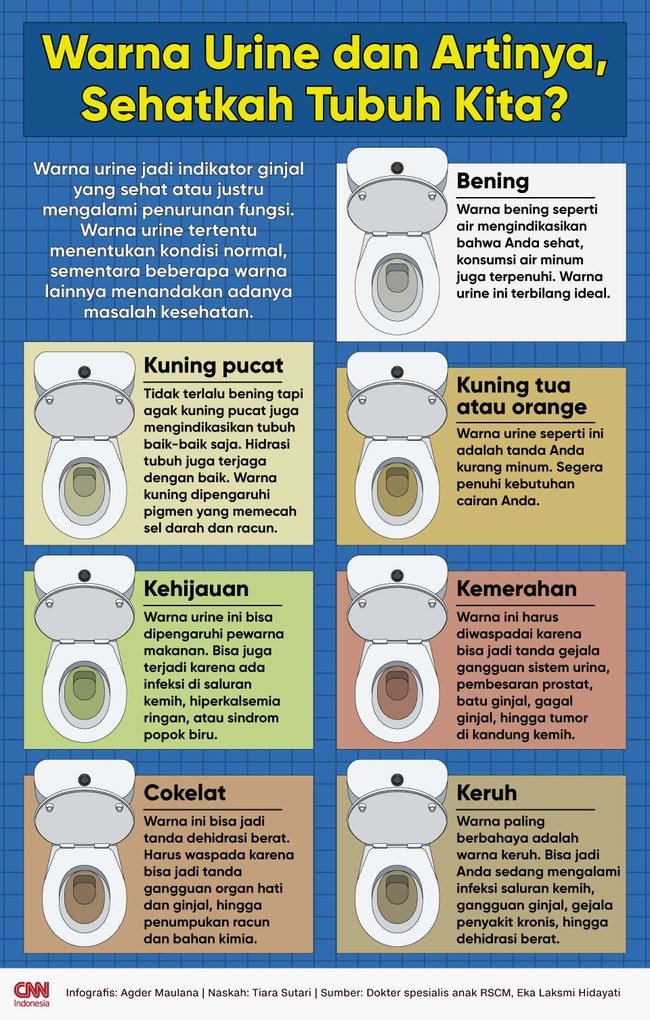 Warna urine bisa jadi indikator ginjal dalam keadaan sehat atau justru mengalami penurunan fungsi. Berikut ini penjelasan soal warna urine dan artinya.