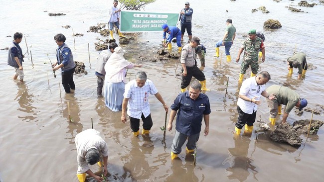 Upaya Konservasi Pesisir: Ribuan Bibit Mangrove Huni Nias Utara, Ungkap Segudang Manfaat Ekologis