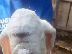 Penampakan Seekor Domba Bermata Satu di Cianjur