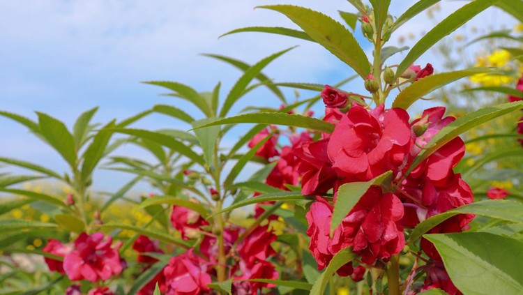 Impatiens balsamina L is a plant native to South and Southeast Asia that was introduced to America in the nineteenth century. This plant is an annual or biennial with white, red, purple, or pink flowers. The flowers are shaped like small orchids. This plant can grow to a height of one meter, with thick but not wilting stems and serrated-edged leaves.