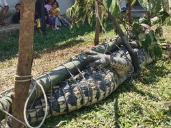 Buaya 3 Meter yang Terkam Warga Bangka Ditangkap Pakai Umpan Bebek