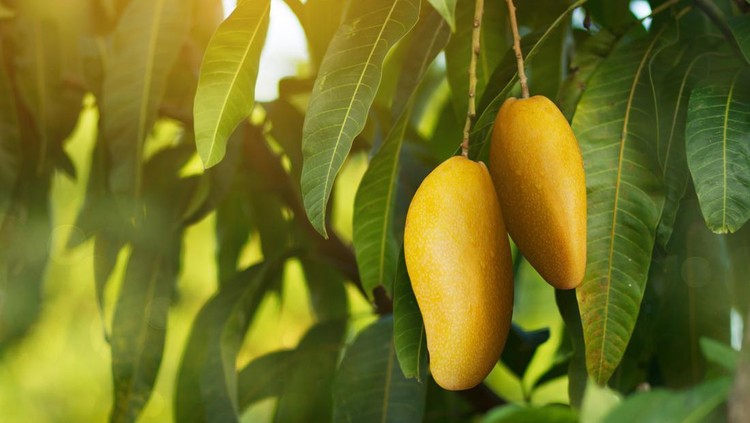 Pohon atau tanaman buah mangga